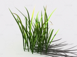 野草植物C4D模型 wild-grass-b1