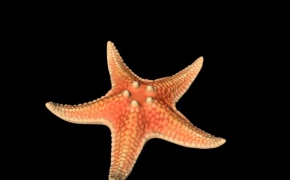 基洛级潜艇 kilo