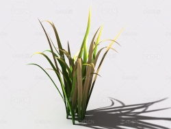 野草植物C4D模型 wild-grass-j3