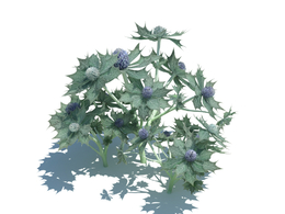 海冬青植物杂草模型下载Eryngium maritimum v3