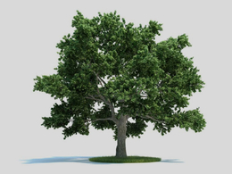 糖槭树 景观树C4D模型 Acer saccharum