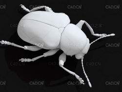 葡萄沟顶叶甲 昆虫甲虫C4D模型 Scelodonta lewisi