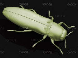 苹果小吉丁虫宝石甲虫 昆虫甲虫C4D模型 Agrilus