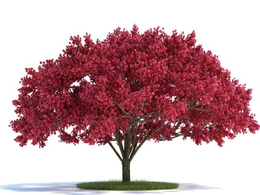 景观树 樱桃树C4D模型 cherry tree
