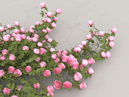 粉色玫瑰花C4D模型Roses - Pink - 0.30 m