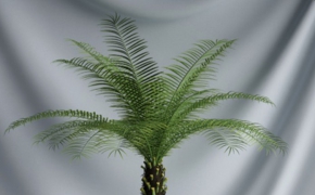 办公区盆景植物：铁树盆景C4D模型 Sago Cycas