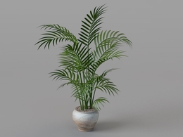 室内装饰植物：凤尾竹C4D模型 Bambusa multiplex