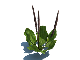 车前草植物杂草模型下载Plantago maior v1