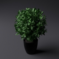 绿叶植物盆景C4D模型 Bonsai
