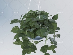 室内绿色植物绿萝盆栽 Scindapsus
