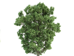 景观树 绿树 大树 杨树C4D模型 populus x canescens
