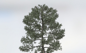 松树C4D模型 Bishop Pine