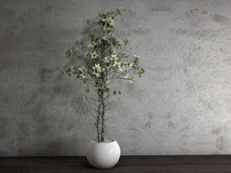 室内装饰花卉 景观花盆C4D模型 Interior decoration flower