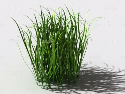 野草植物C4D模型 wild-grass-c1