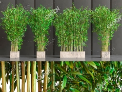四盆茂密的盆栽竹子模型bamboo