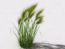 墨西哥羽毛草细茎针茅利坚草植物C4D模型 feather-grass-a3