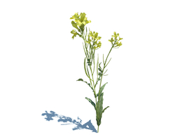 油菜植物Brassica napus L v1