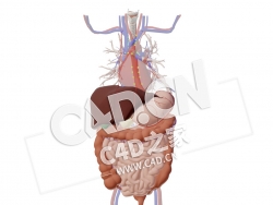 C4D人体腹部血管胸腹部器官部分淋巴结心脏大肠模型 Thorax and abdomen-some of the l
