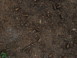 松树林下土壤松针三维扫描模型lesni hlina