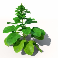 菠菜C4D模型 Spinach 3D model