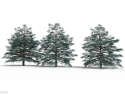 云杉树C4D模型 Picea Pungens Set