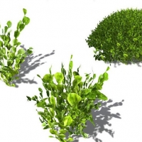 海洋植物：3款海藻C4D模型 Halimeda