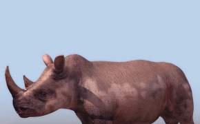 犀牛C4D模型 Rhino 3D model