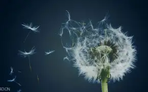 C4D蒲公英制作动画教程
