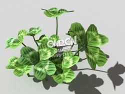 三叶草植物C4D模型 clover-b1 3d model
