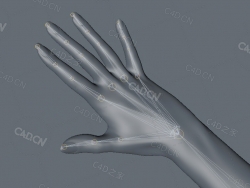 C4D OC女人手骨骼绑定模型
