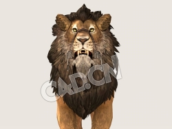 C4D狮子公狮雄狮模型（包含骨骼绑定未包含动画) Lion 3D Model