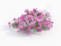 C4D粉红色福乐花福禄考花卉模型 Phlox_F