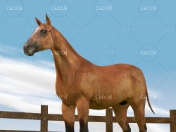 草原骏马绑定模型棕色马匹C4D模型horse