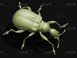 卷叶象鼻虫榛卷象 昆虫甲虫C4D模型 Leaf rolling Weevil