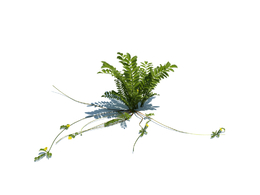 鹅绒委陵菜植物杂草模型下载Potentilla anserina v3