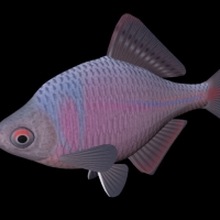 海洋鱼模型：东京鱊3D模型 Tanakia tanago