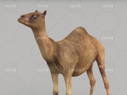 骆驼 camel
