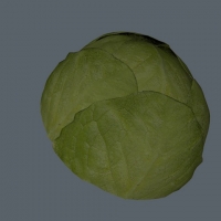 半块卷心菜 茴子白 (cabbage)