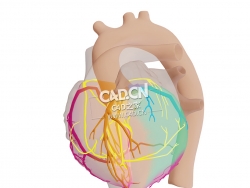 心脏传导系统C4D模型 Cardiac Conduction System