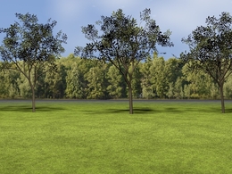 低面景观树C4D模型 Landscape tree