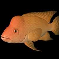 海洋鱼模型：慈鲷3D模型 Midas Cichlid