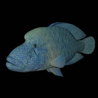海洋鱼模型：苏眉鱼3D模型 Humphead Wrasse