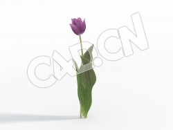 C4D蓝紫色郁金香模型 Tulipa_E