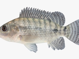 罗非鱼C4D模型 Tilapia