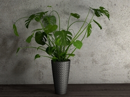 室内景观花瓶 龟背竹花瓶C4D模型 Indoor landscape vase
