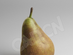C4D巴梨秋洋梨水果模型 Pear