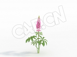C4D粉红色羽扇豆鲁冰花模型 Lupinus_B