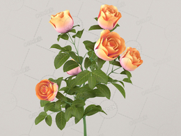橙黄色月季花C4D模型Roses - Branch - 0.30 m - 01