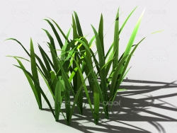 野草植物C4D模型 wild-grass-i2