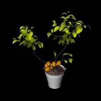 观赏果树盆景C4D模型 Fruit bowl